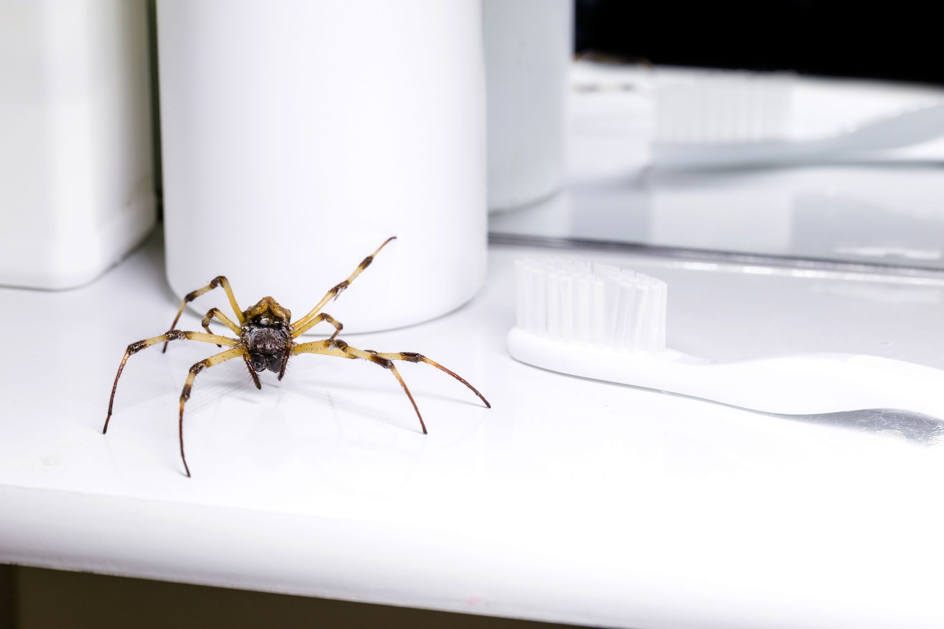 professional pest control solutions in Queens, NY