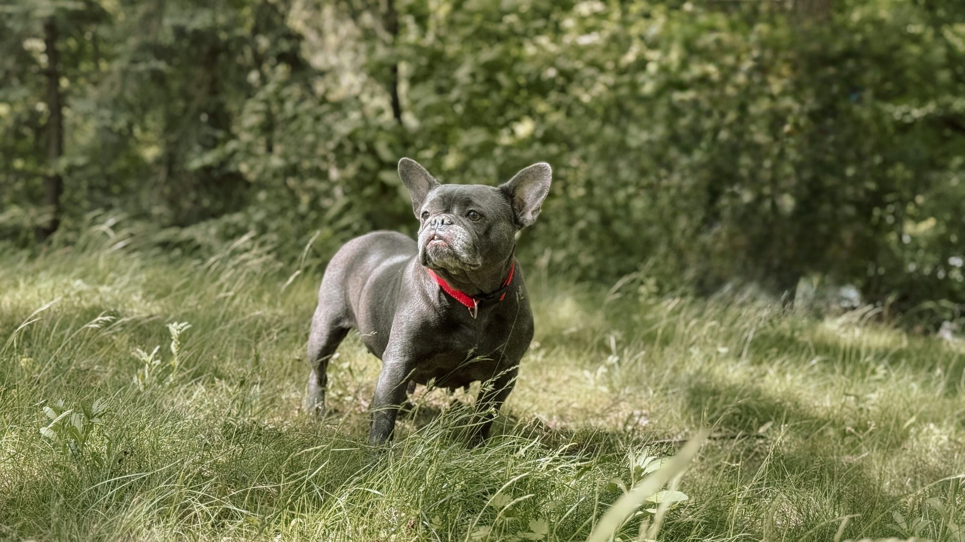 Un bulldog francese blu con un collare rosso è in piedi in un campo erboso.