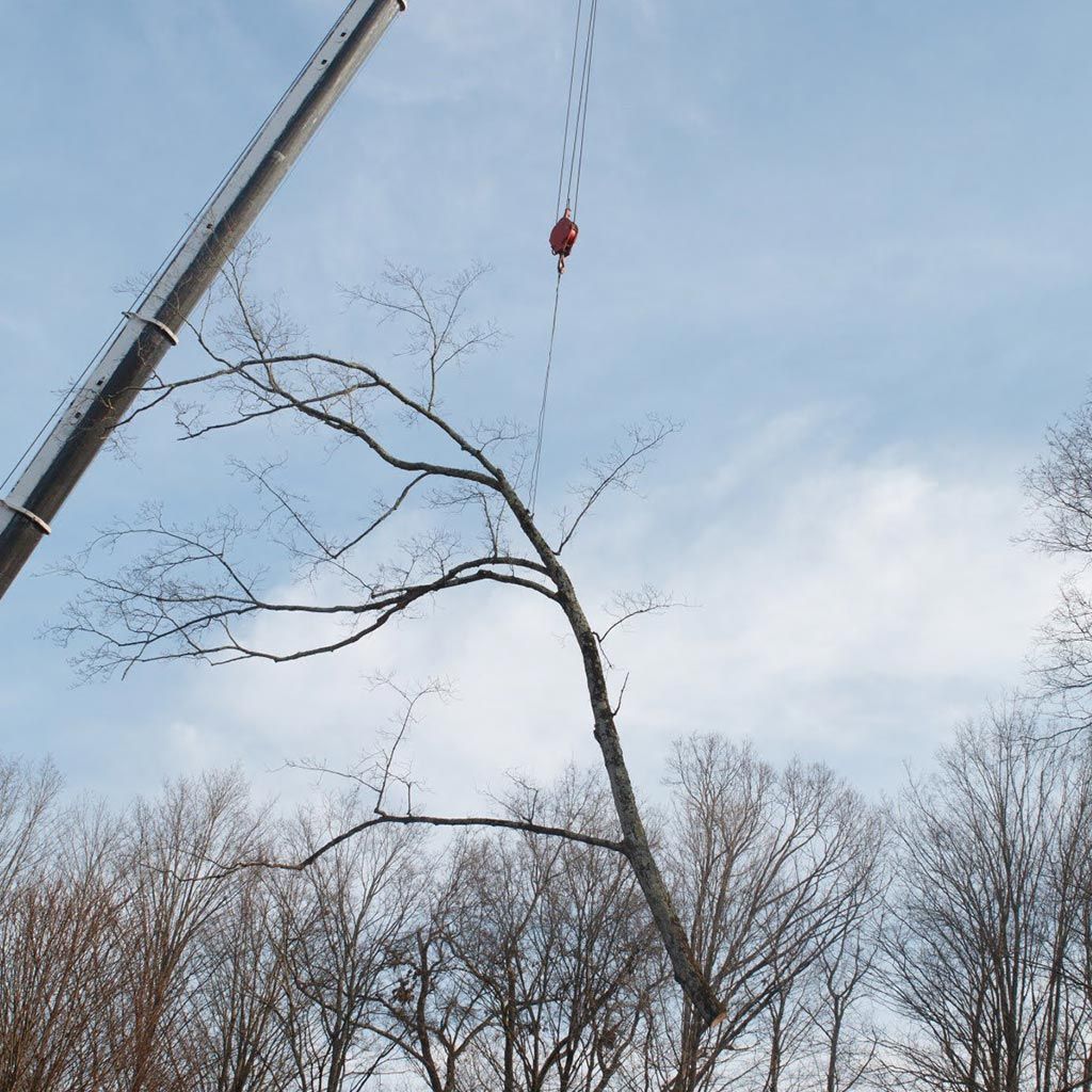 Tree Care — Canaan, CT — Strong Oak Landscaping