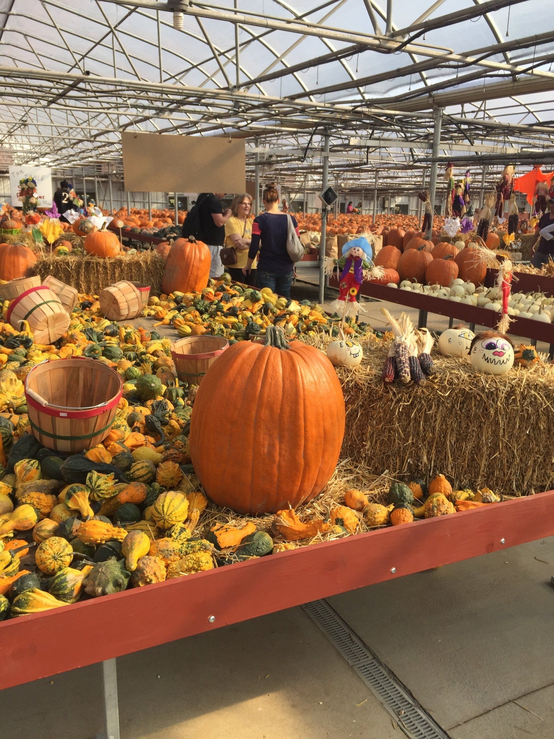 A display of pumpkins and gourds in a greenhouse