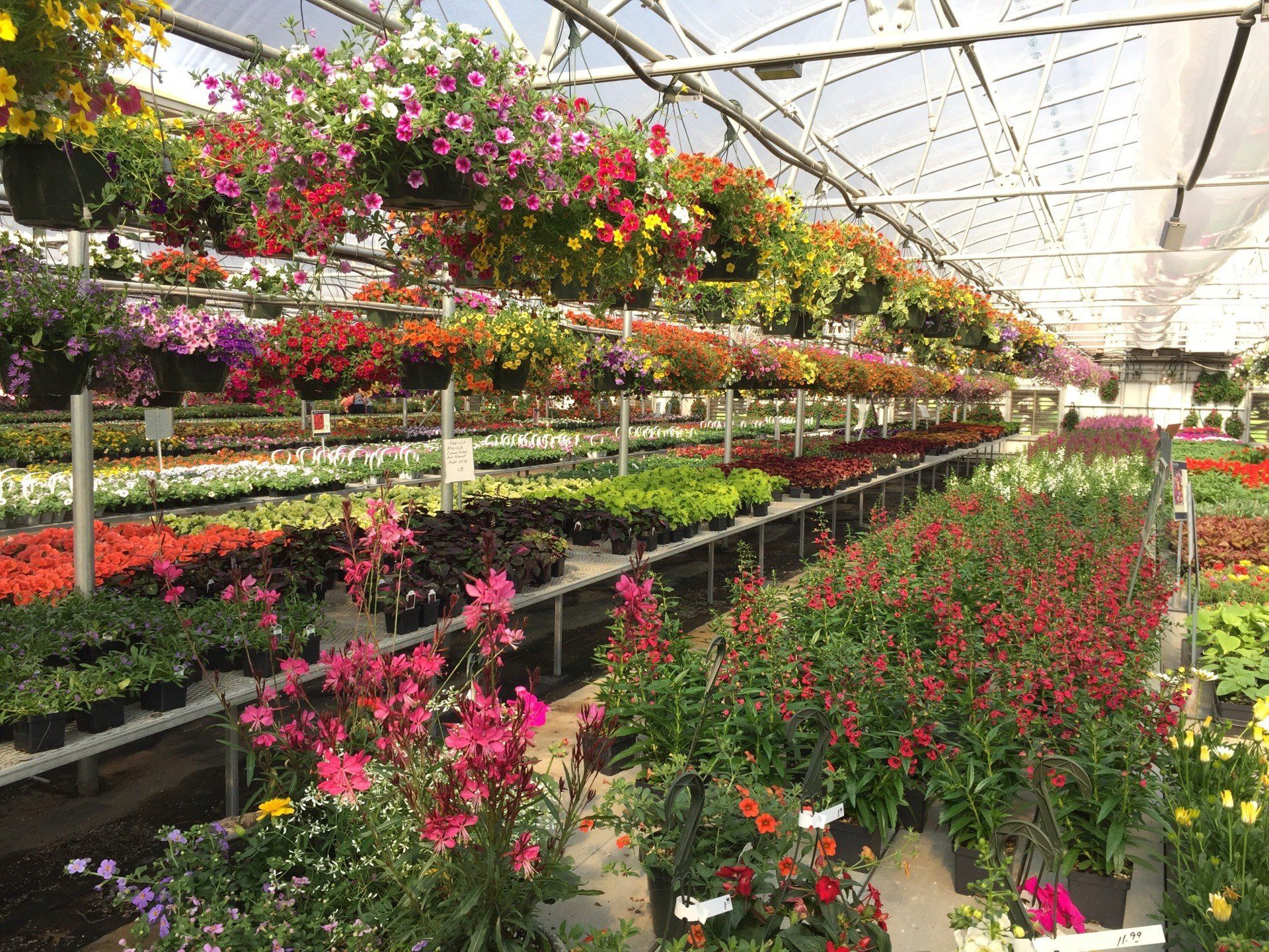 A greenhouse filled with lots of flowers and hanging baskets