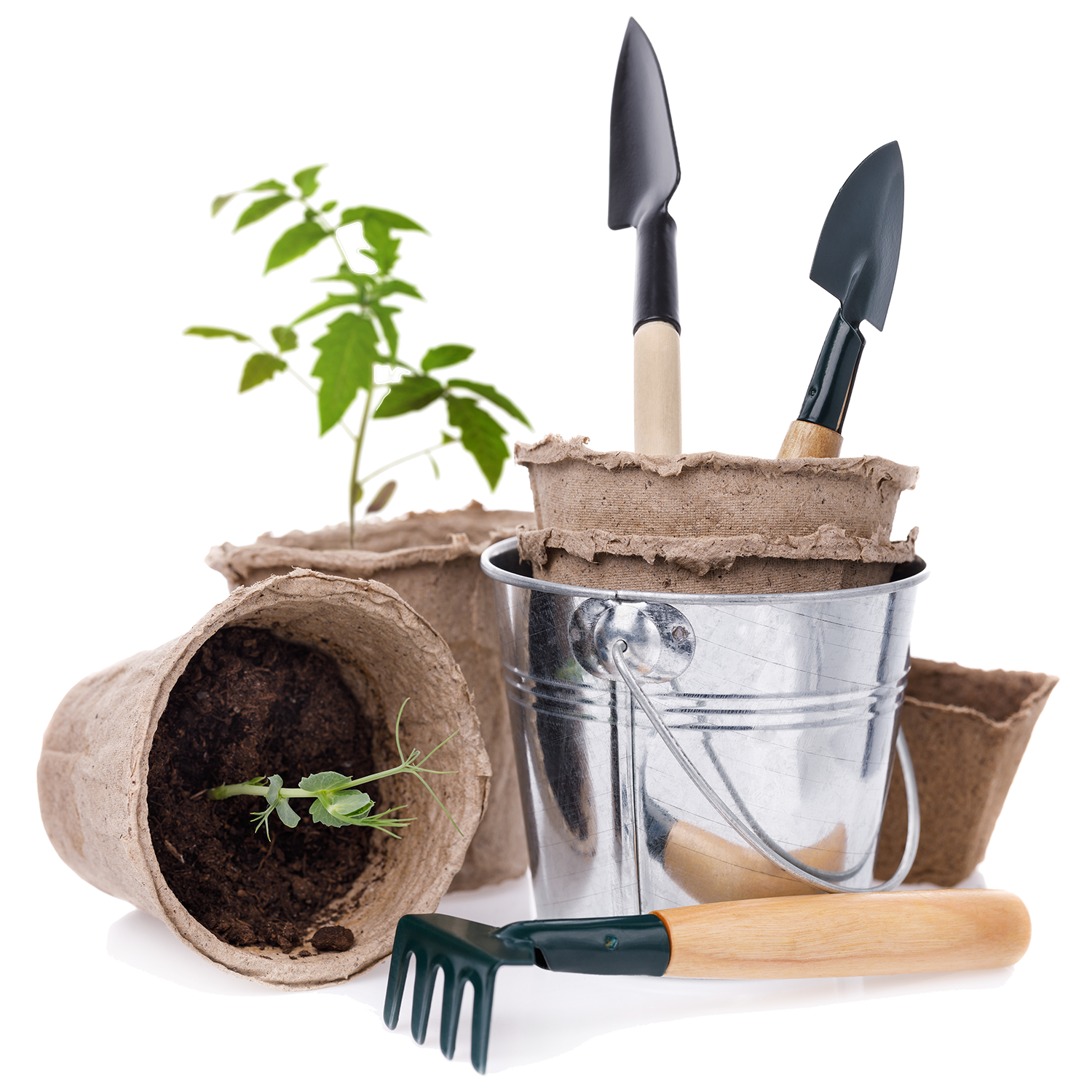 A plant is growing in a pot next to gardening tools
