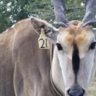 Close-up of a tagged antelope with horns, facing the camera in a grassy outdoor setting