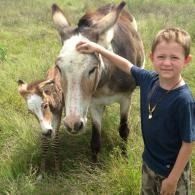 Boy petting a donkey with a foal in a grassy field