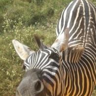 Two zebras in grassy field, one close to camera with head turned toward viewer.