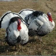 Two turkeys standing in a grassy field, one facing forward and one turned slightly aside
