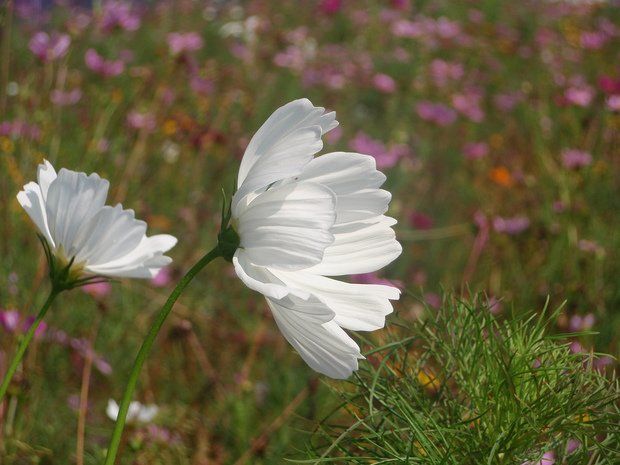 Flowers in breeze