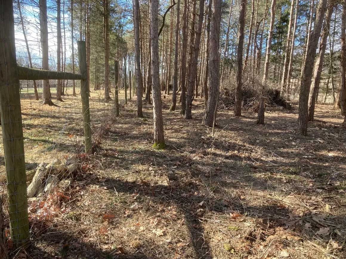 Tree & Brush Removal 1