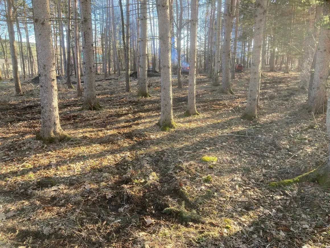 Tree & Brush Removal 12