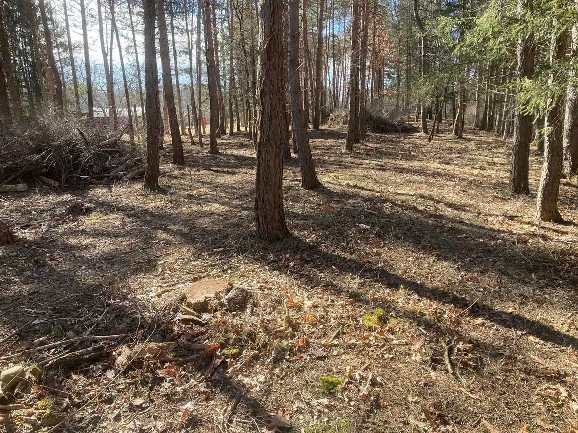 Tree & Brush Removal 4