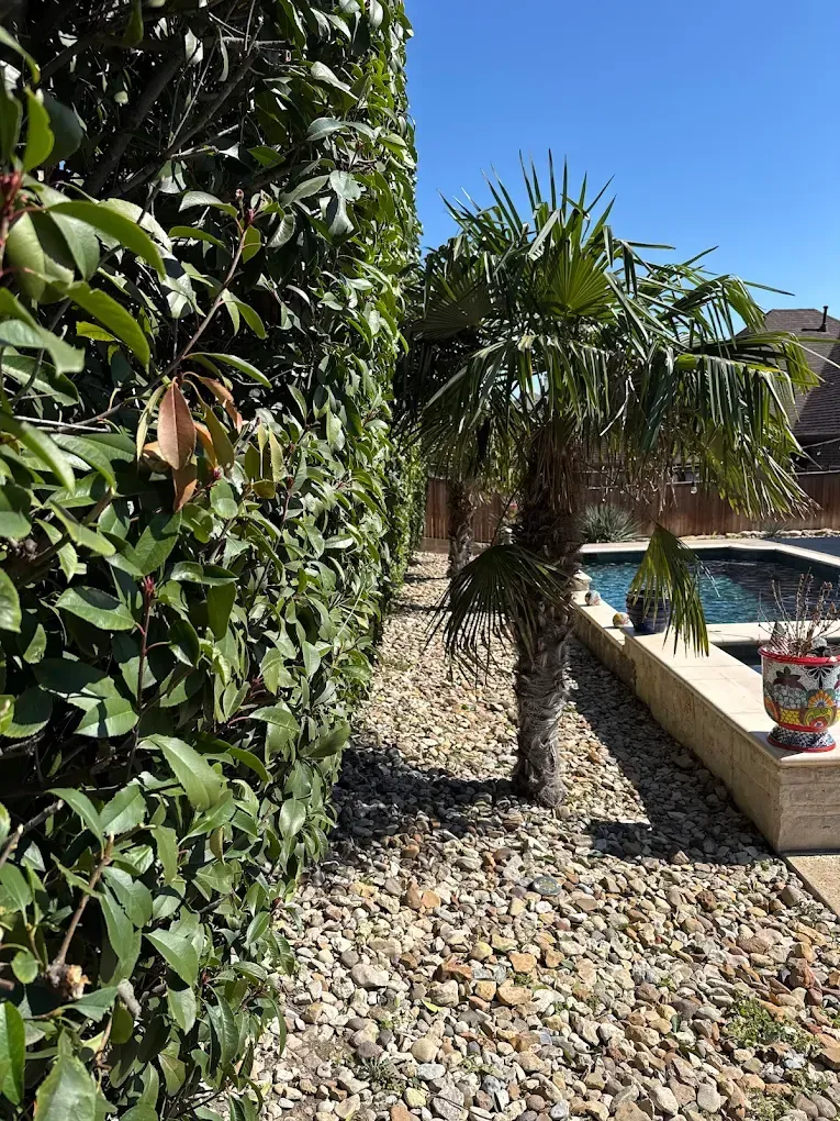 Palm tree next to a hedge row in a backyard with a pool.