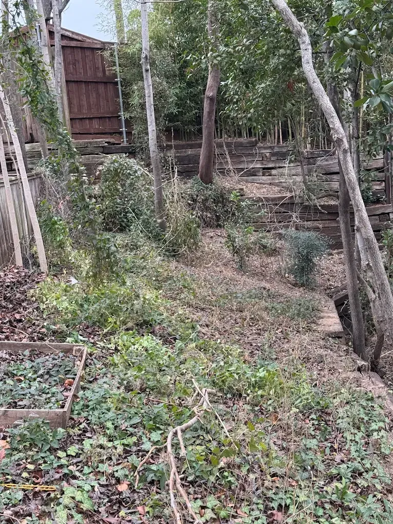 Overgrown, sloped backyard with a wooden structure, various trees, and ground cover.