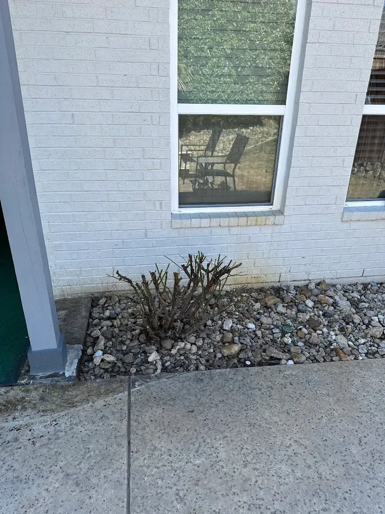 A dead bush in a rock bed next to a painted brick wall and a window, next to a concrete sidewalk.