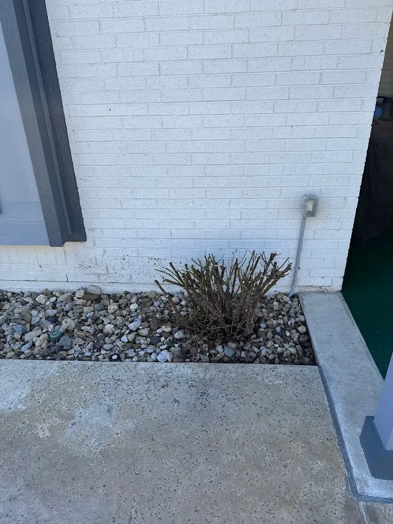 A dry, brown bush in front of a white brick building on a bed of pebbles, next to a concrete walkway.