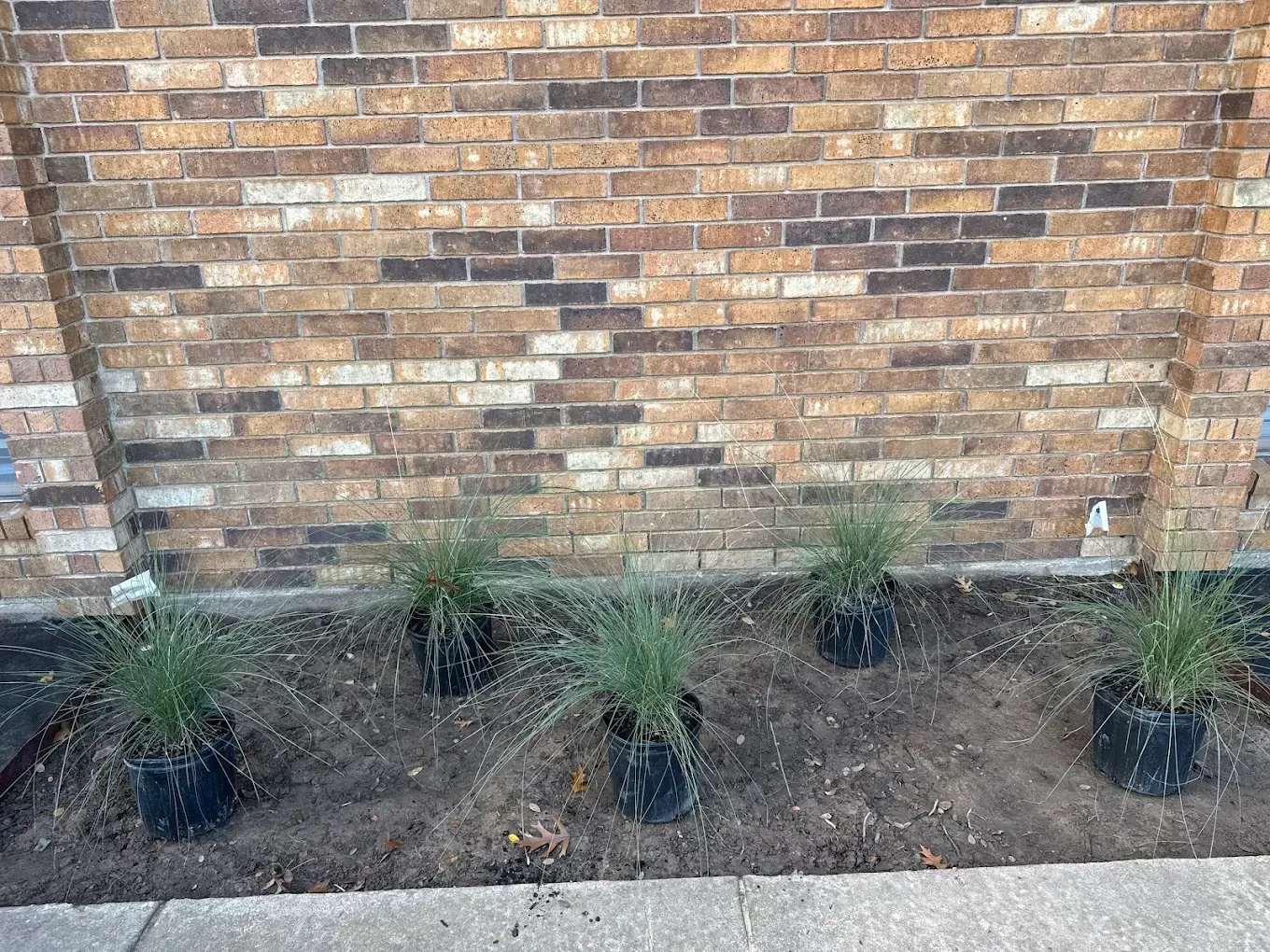 Five plants in black pots arranged in front of a brick wall on bare soil.