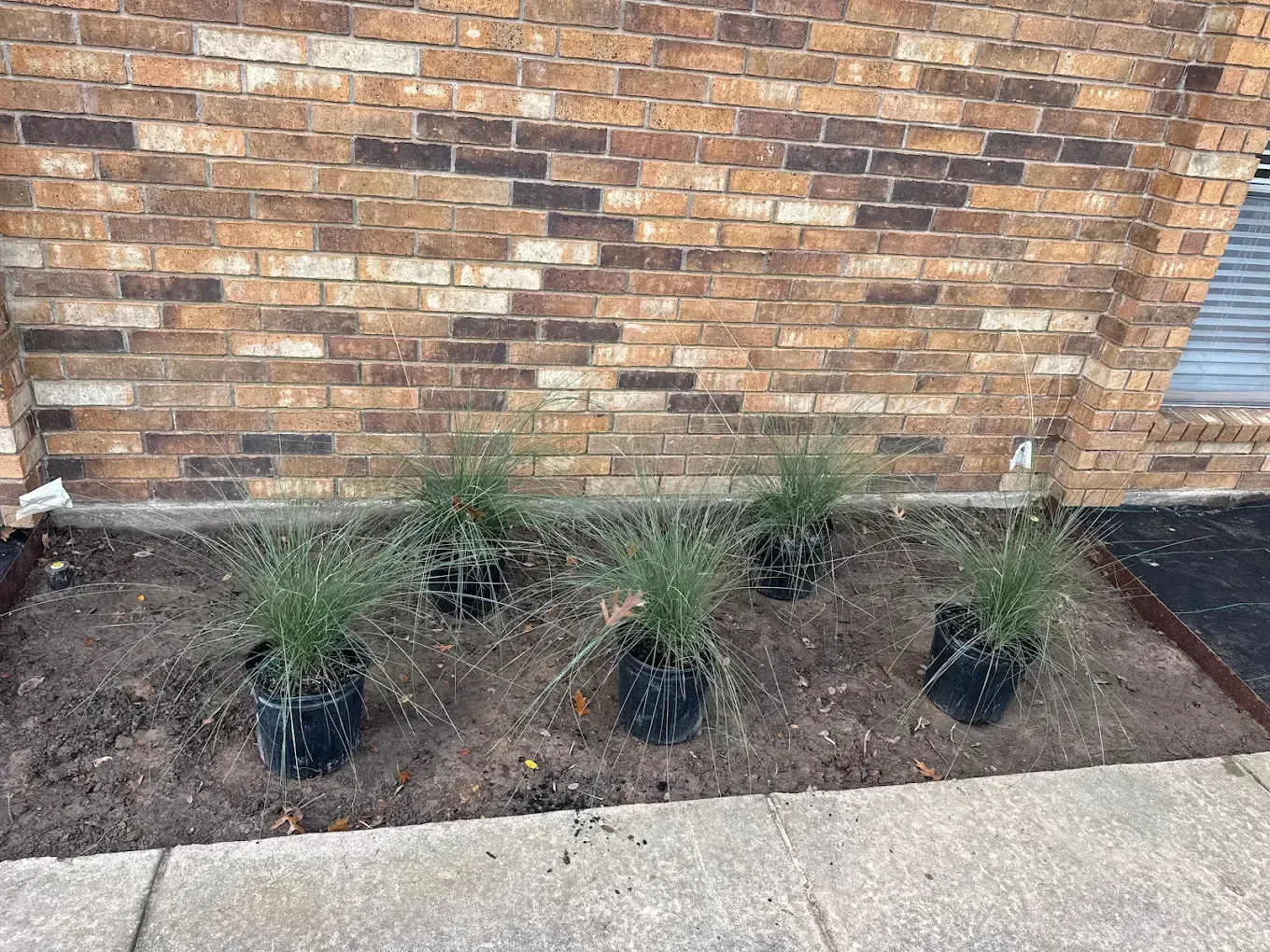 Five potted ornamental grasses in a brown mulch bed against a brick building.