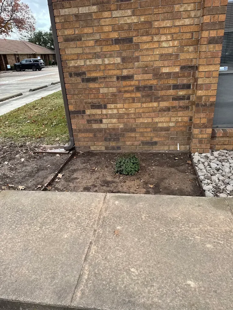 Small plant in a dirt bed next to a brick building. Concrete sidewalk in the foreground.