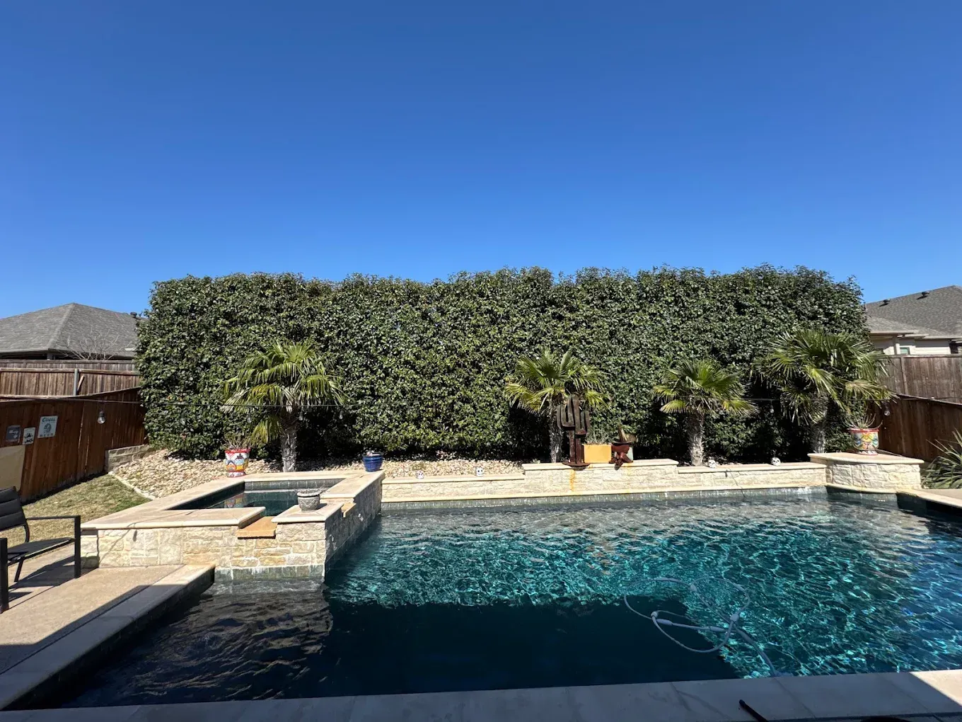 Swimming pool with lush green hedge backdrop and palm trees under a clear blue sky.