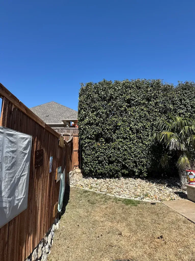 Backyard view with wooden fence, large green bush, and blue sky.