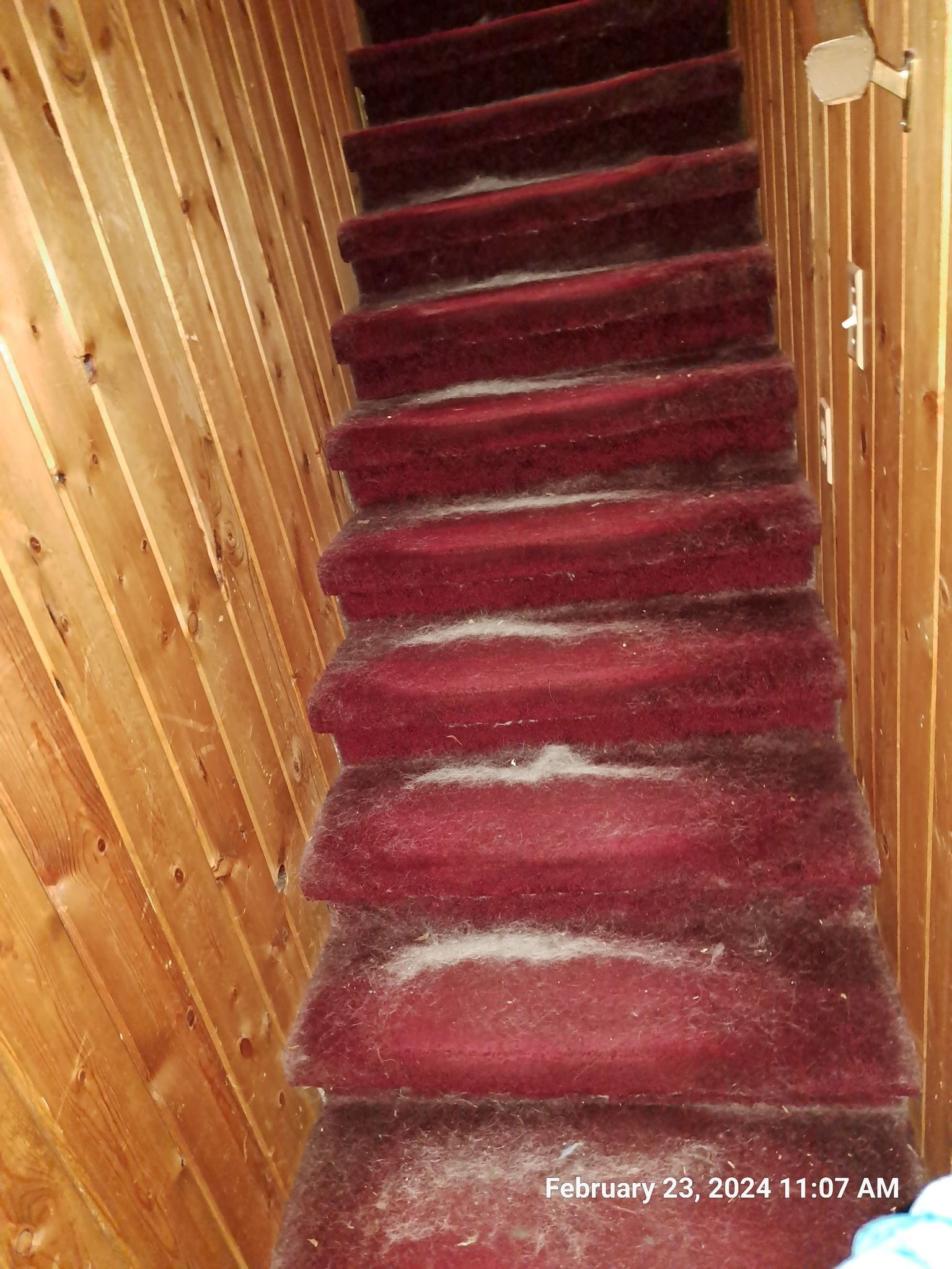 A staircase with red carpet and wooden walls.