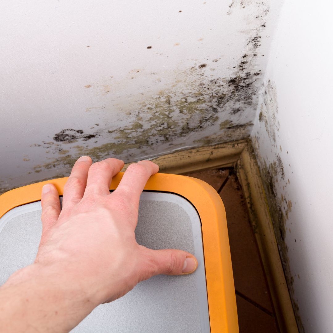 a person finding mold behind behind a box