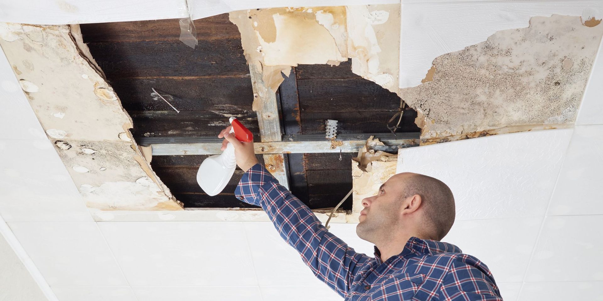 The Dangers of DIY Mold Removal