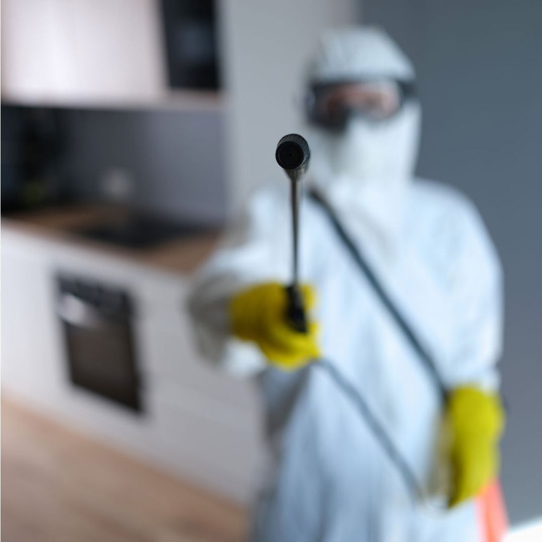Professional mold removal