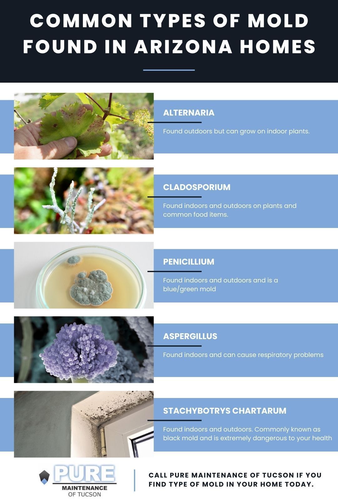 Common types of mold found in Arizona homes Infographic
