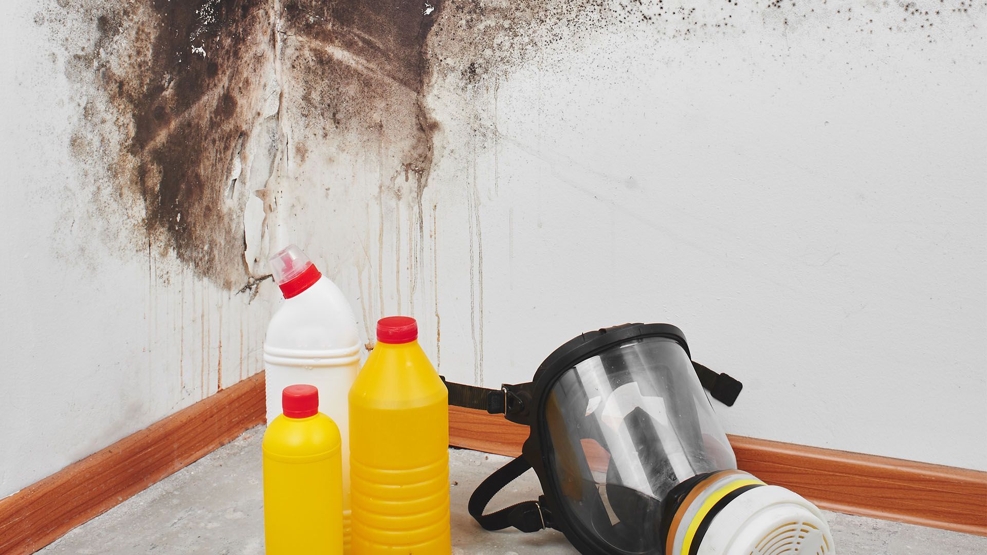 image of mold removal gear