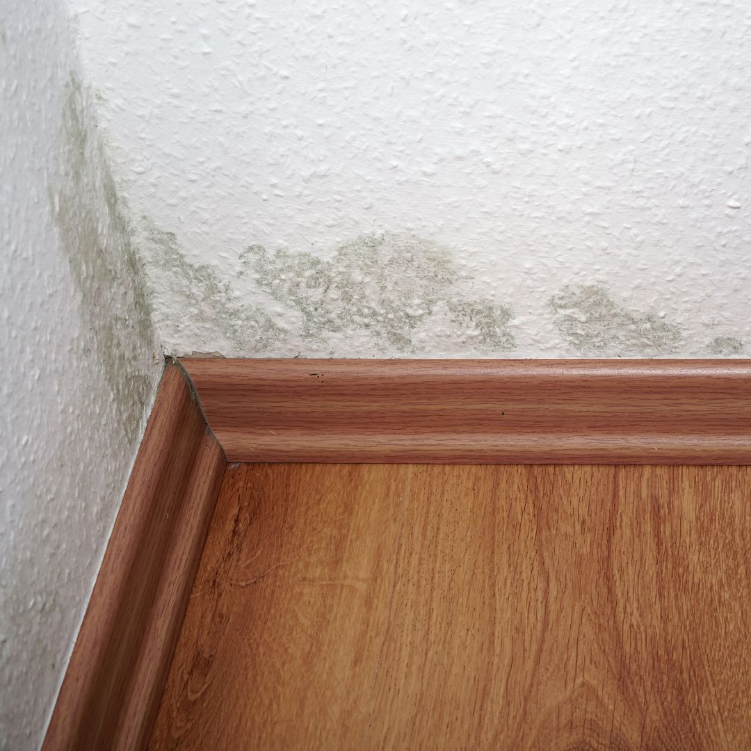 visible mold stains