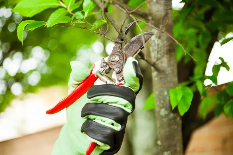 A person is cutting a tree branch with a pair of scissors.