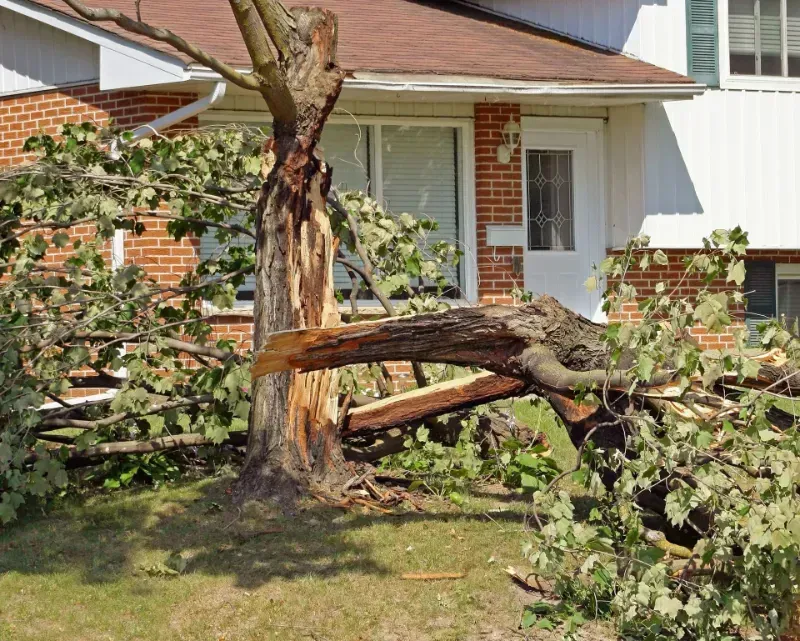 A tree that has fallen in front of a brick house.