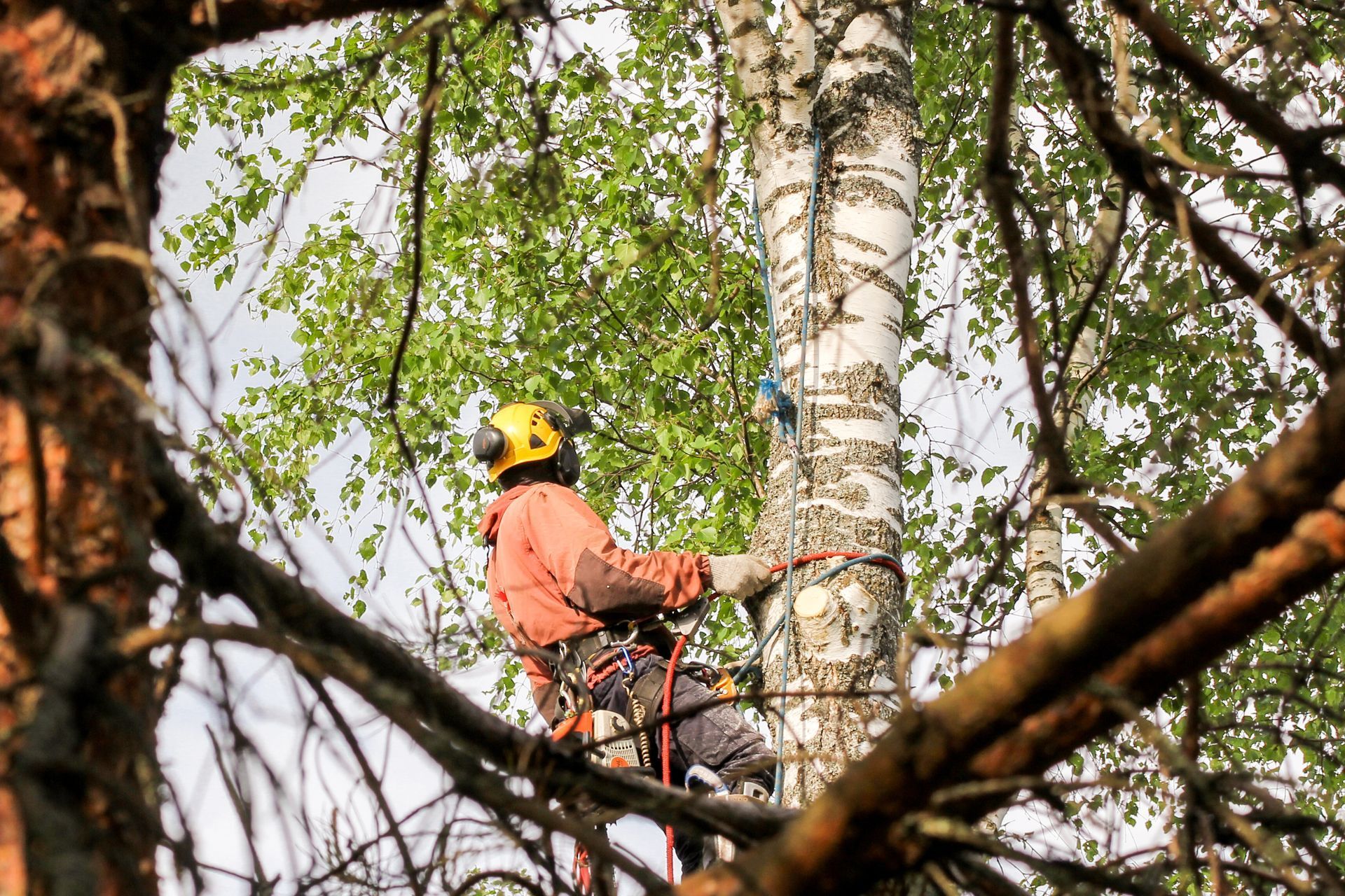 A man is cutting a tree branch with a chainsaw.
