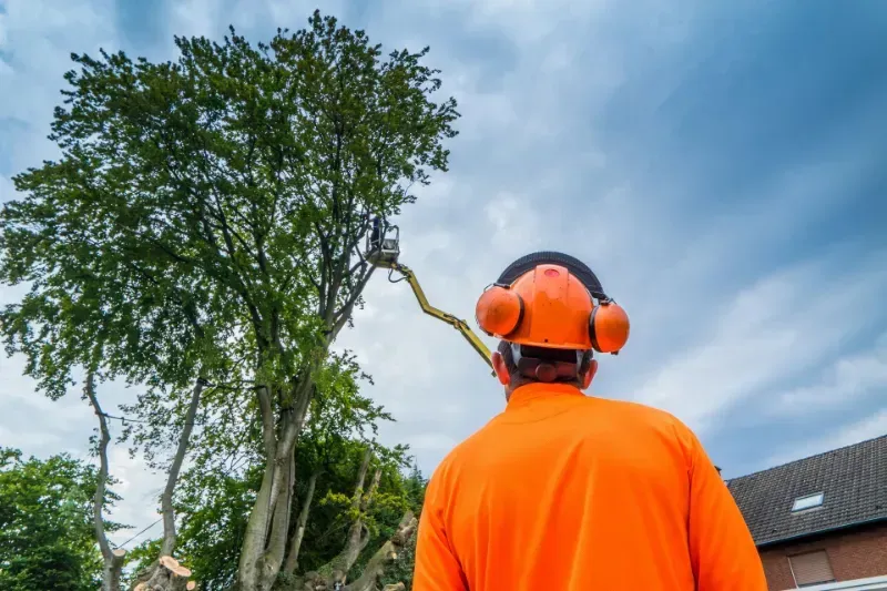 A man is cutting down a tree with a chainsaw.