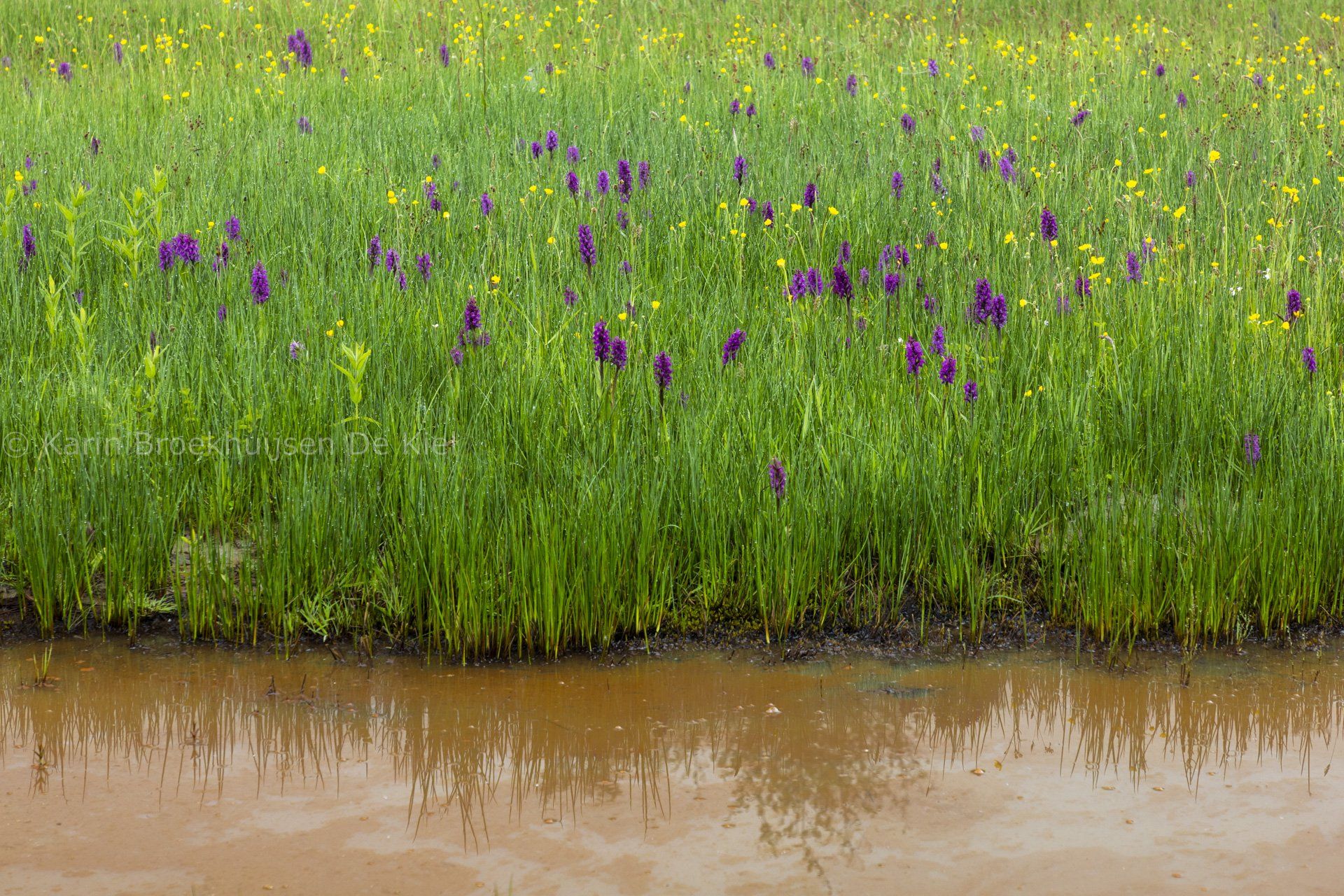 Drenthe lente landschap