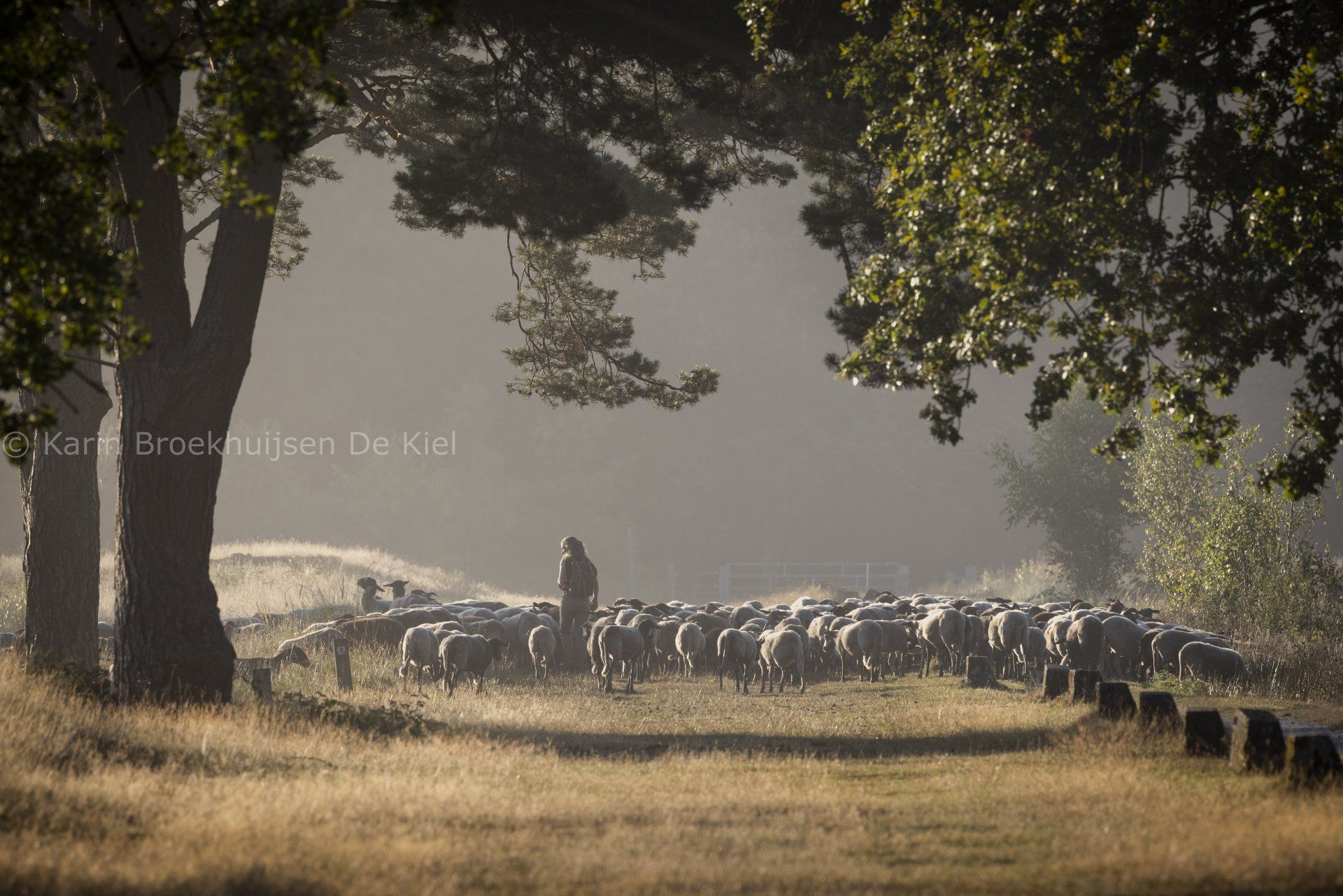 Natuurfotograaf Nederland