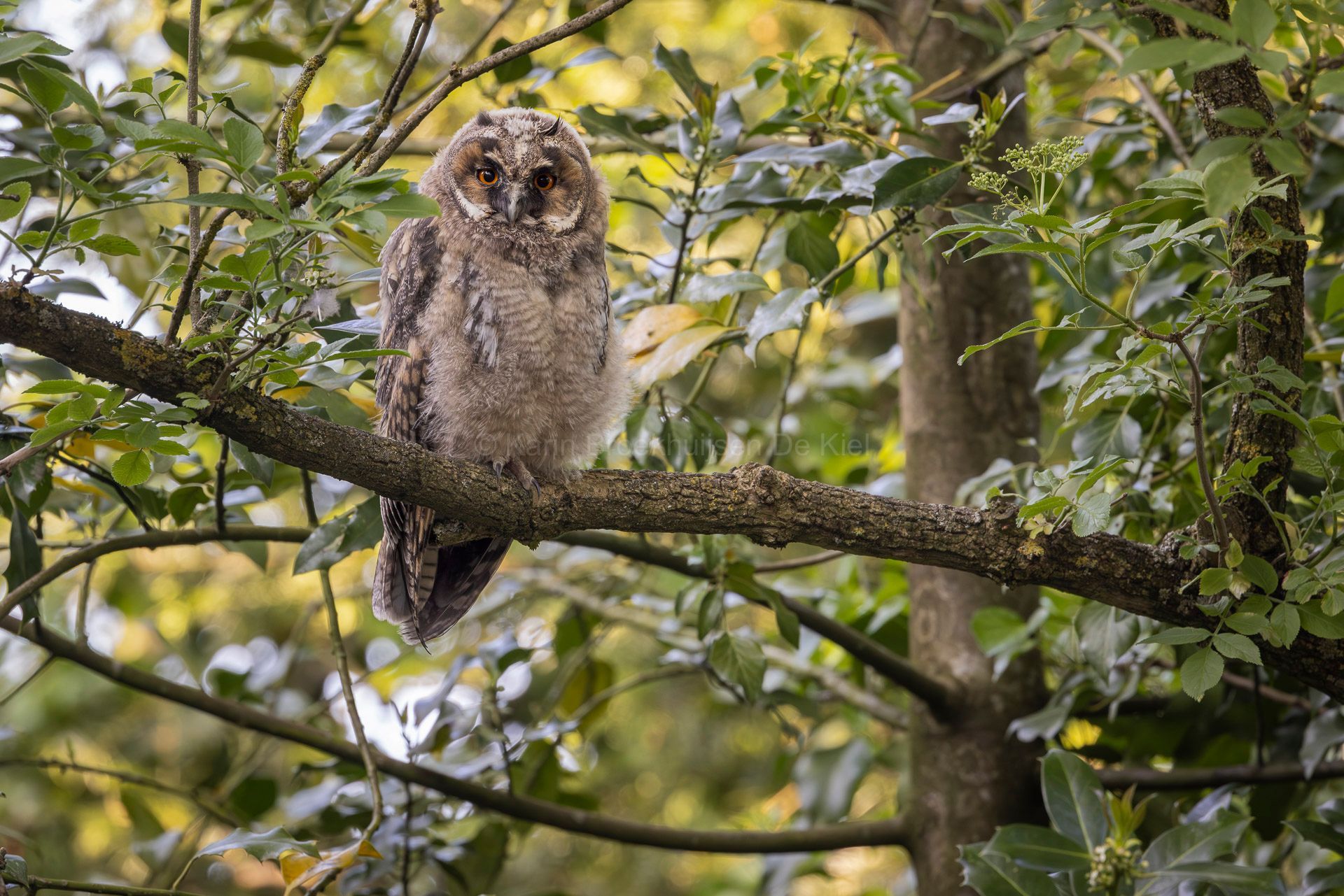 Even op het terras gaan zitten niksen, heerlijk in het zonnetje, daar geniet iedereen wel even van. Ik heb mijn vogel app aangezet en eens opgeschreven wat ik allemaal hoorde, dat waren meer dan 30 soorten. Wat een rijkdom om zo te mogen wonen, het voelt als altijd vaknatie hebben gewoon thuis