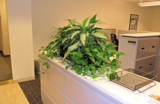 Plant on a White Table — Professional Planting and Design in Warren NJ