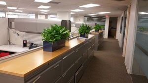Plant in a Office — Professional Planting and Design in Warren NJ