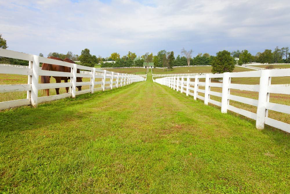 A Horse is Standing in a Field Behind a White Fence — Mark's Flooring & Handyman Services in Warnervale, NSW