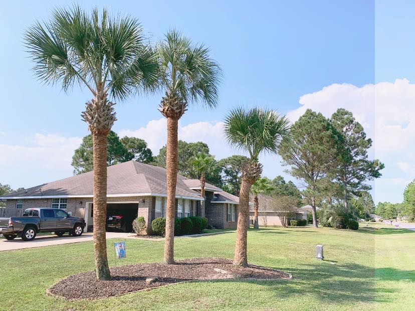 A row of palm trees in front of a house