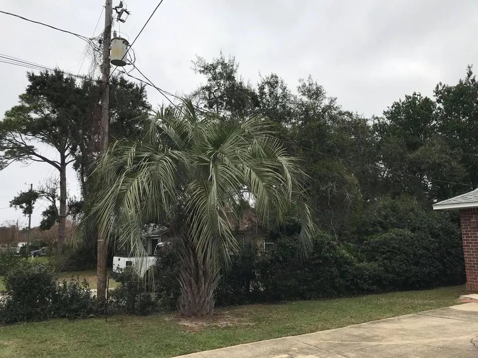 A palm tree is standing in front of a brick house.