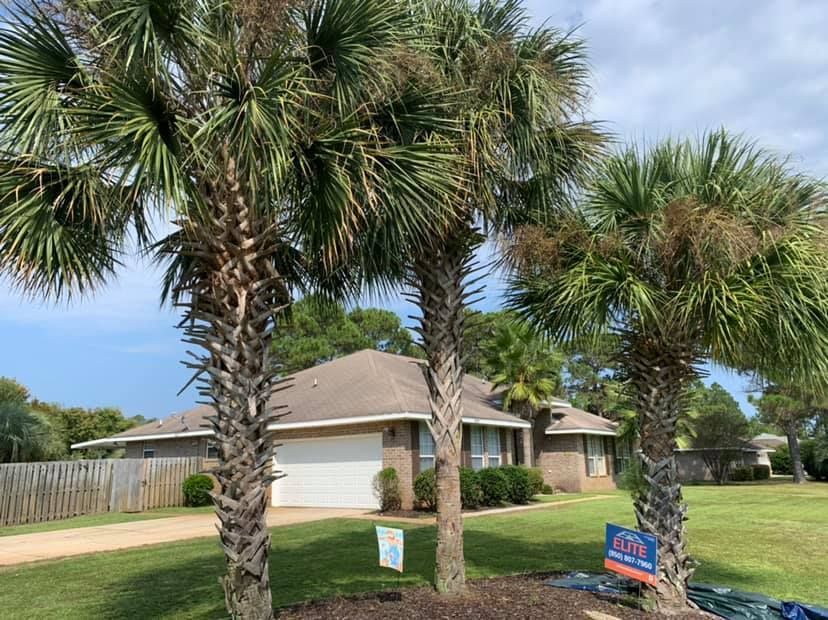 A house with a lot of palm trees in front of it.
