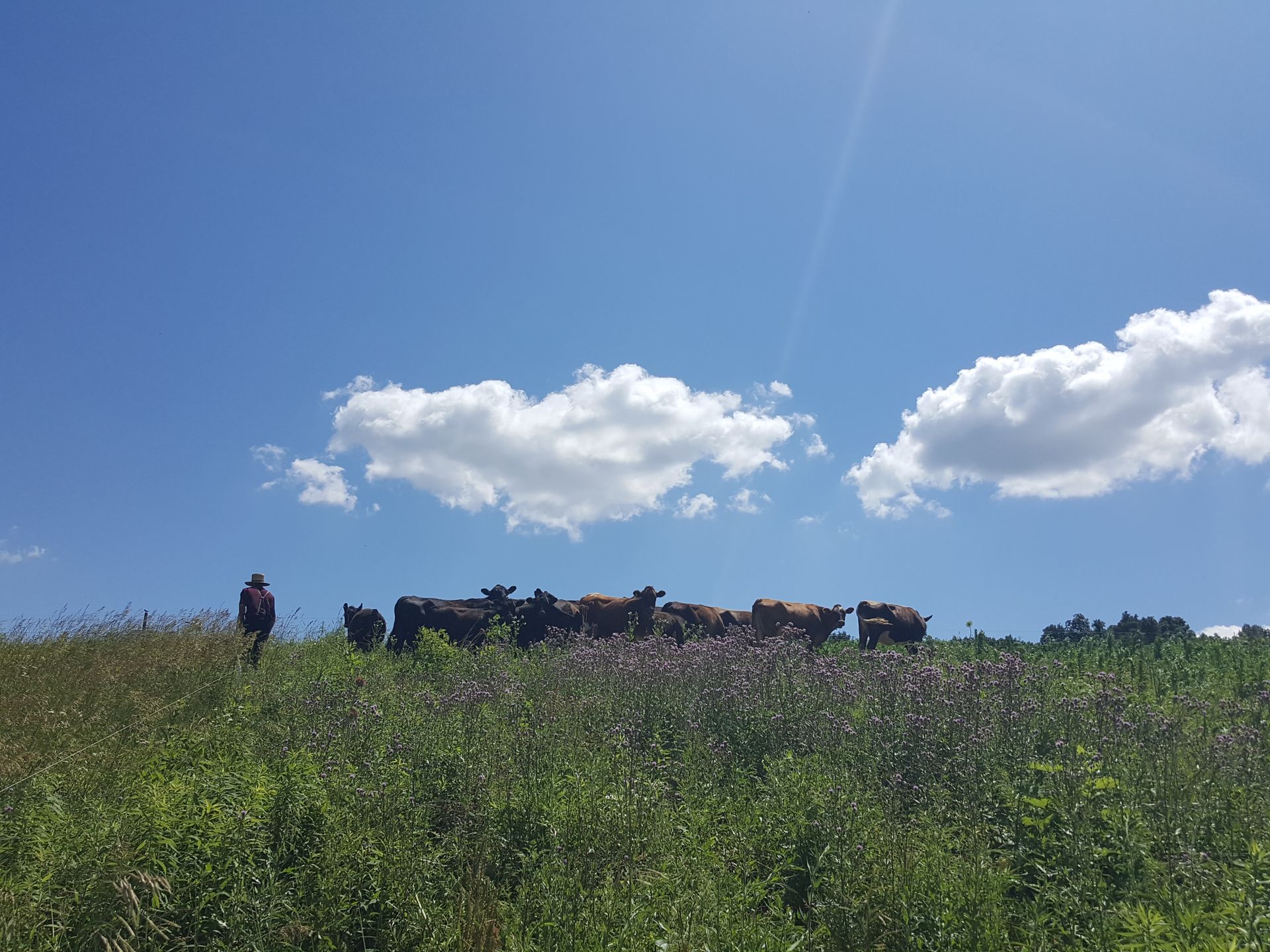 A man is standing on top of a grassy hill next to a herd of cows.