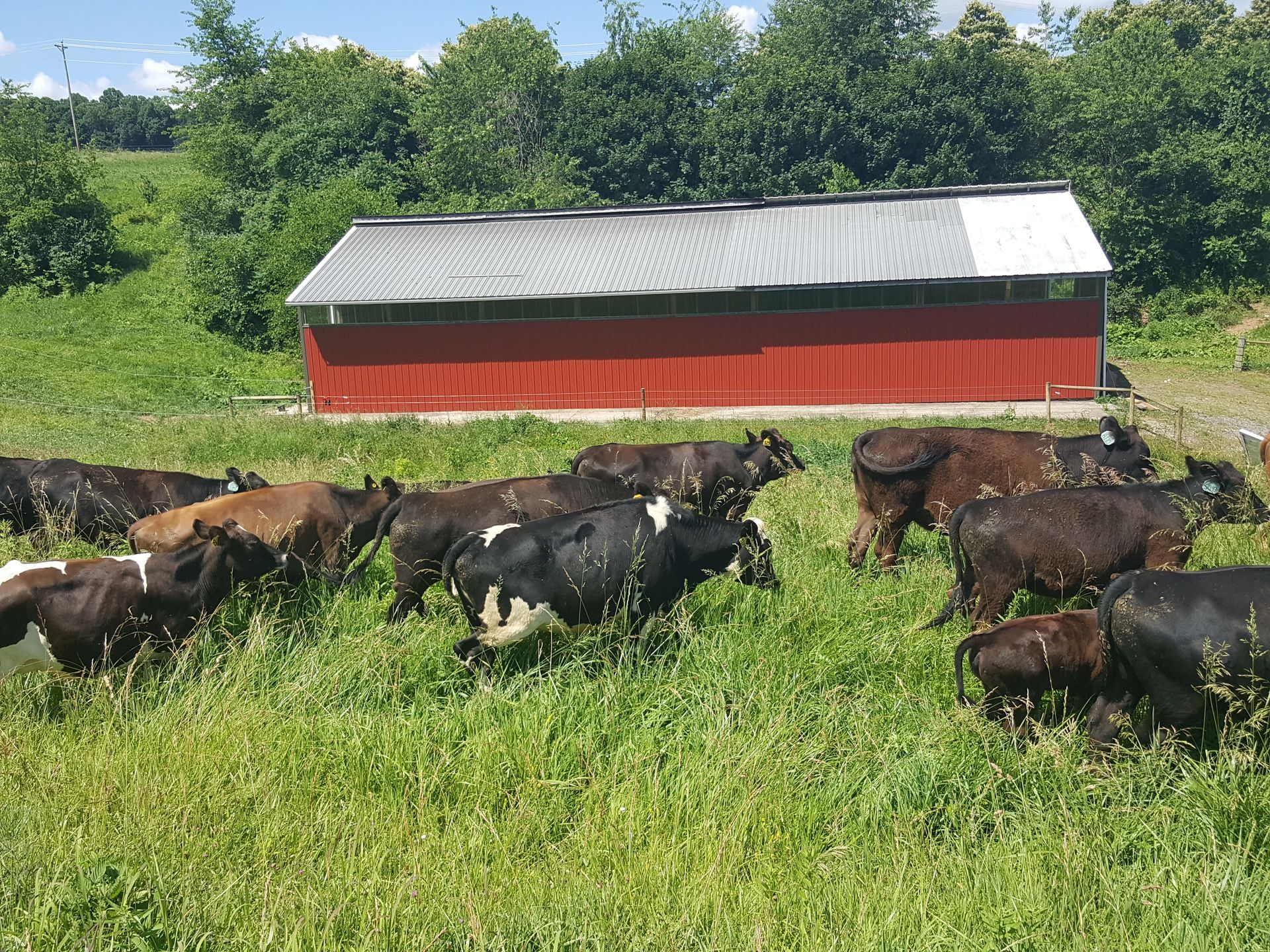 A herd of cows are grazing in a grassy field in front of a red barn.