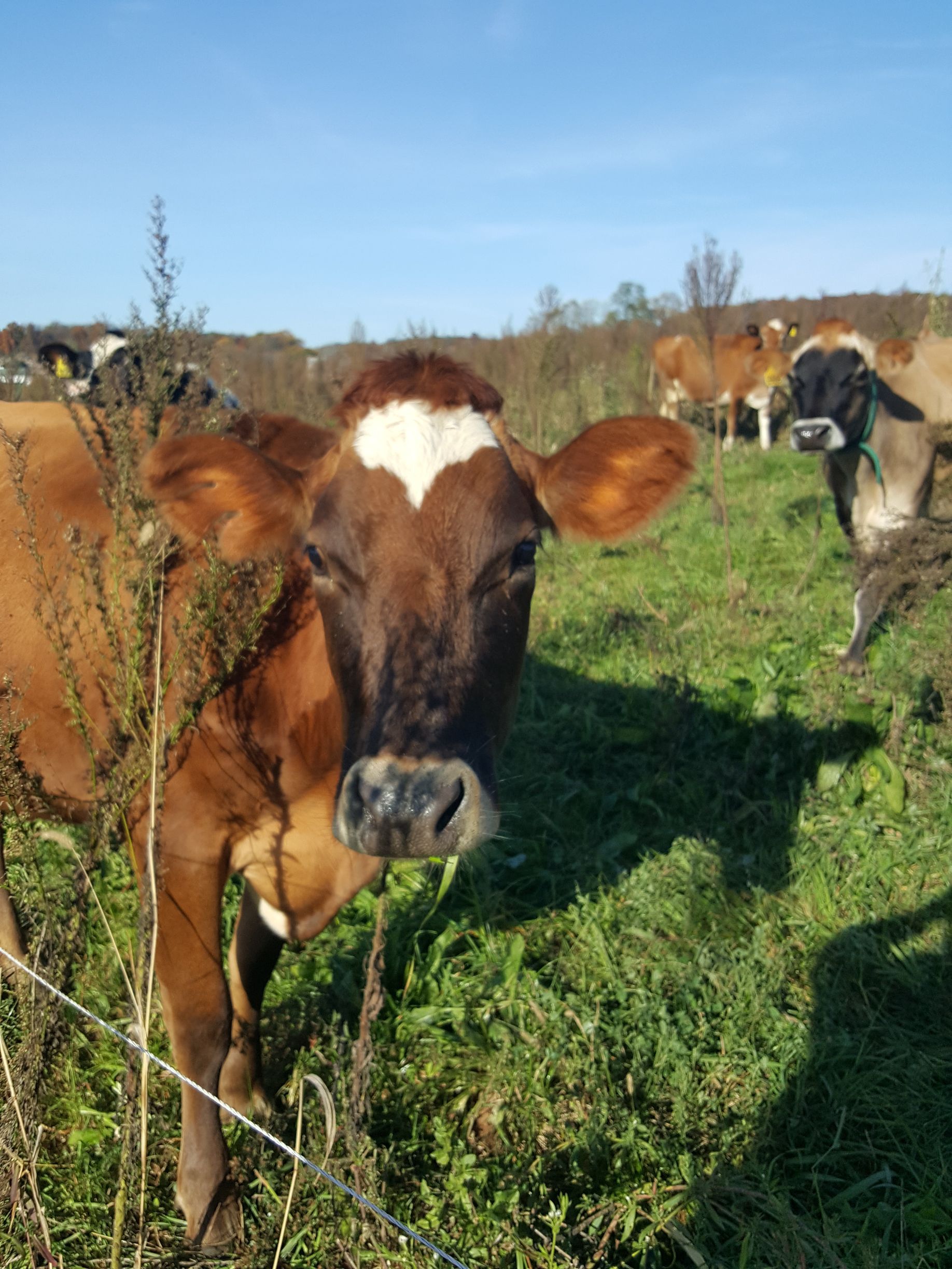 A brown and white cow is standing in a grassy field looking at the camera.