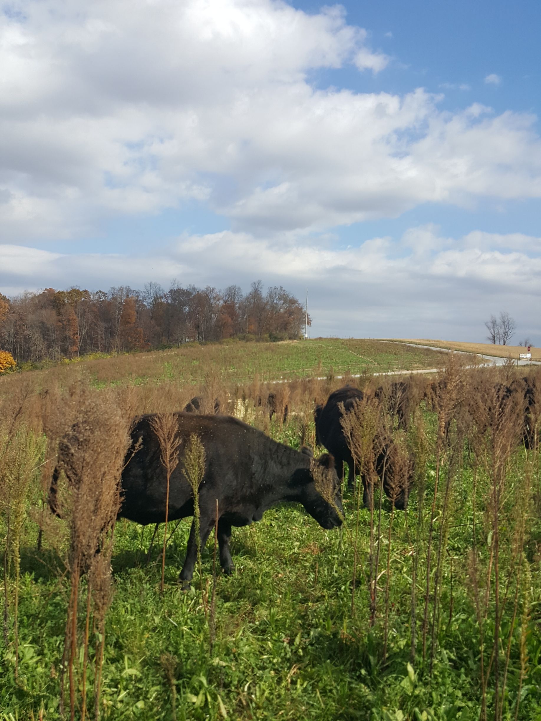 Newletter about Farm Tours showing cows on the farm