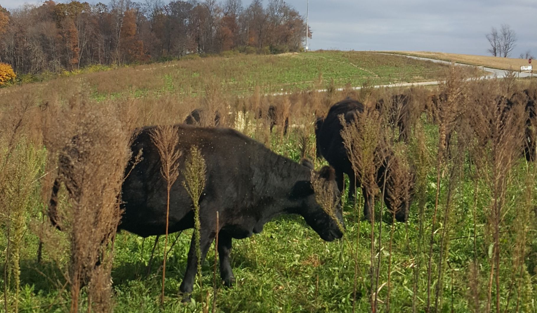 beef cows on pasture