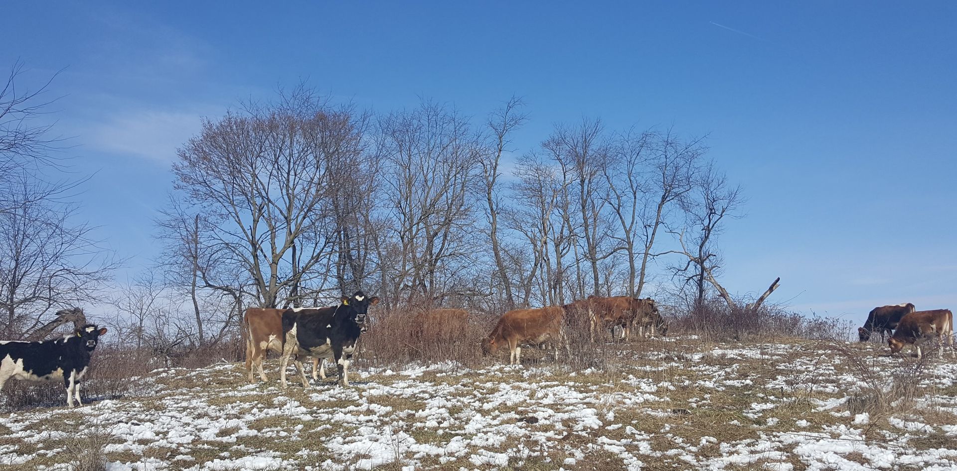 winter scene dairy cows on hill
