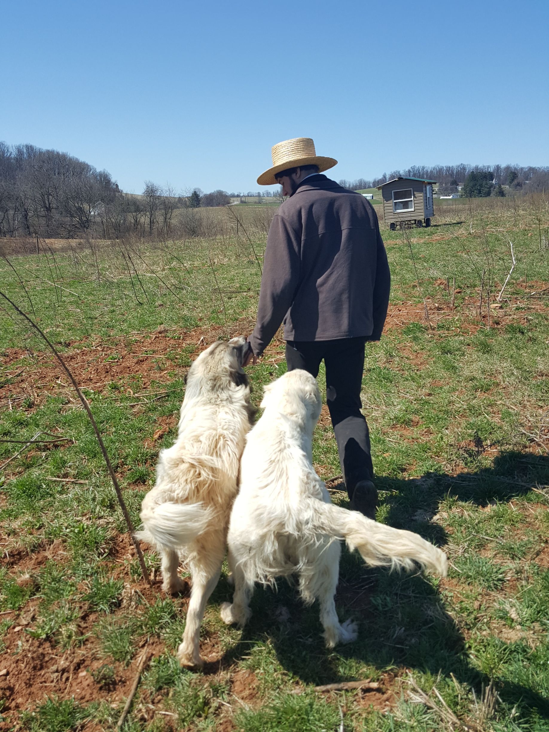A man is walking two dogs in a field.
